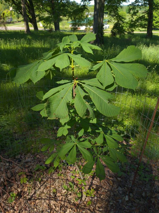 Aesculus indica - Indian horse-chestnut, Himalayan horse-chestnut