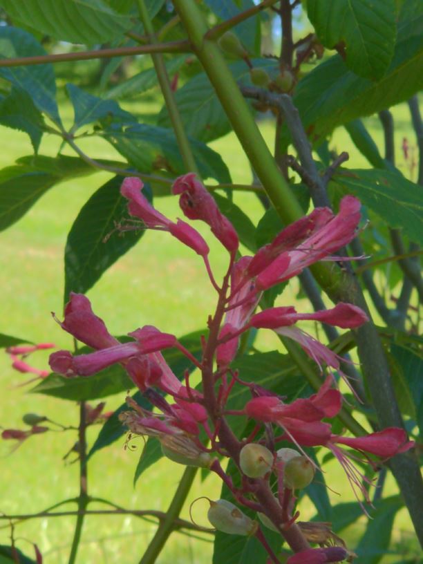 Aesculus pavia (Hawksridge Farm clone) - red buckeye (Hawksridge Farm clone)