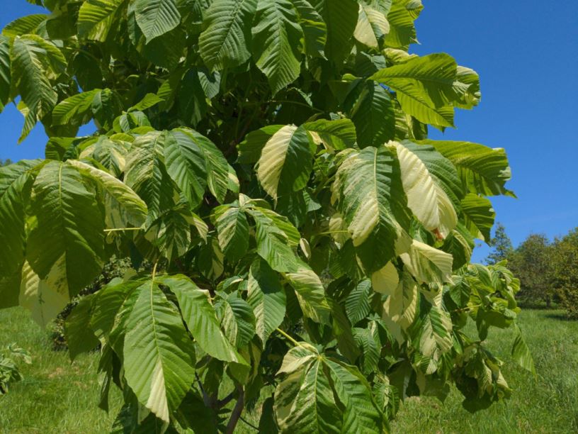 Aesculus turbinata 'Marble Chip' - Marble Chip Japanese horse-chestnut