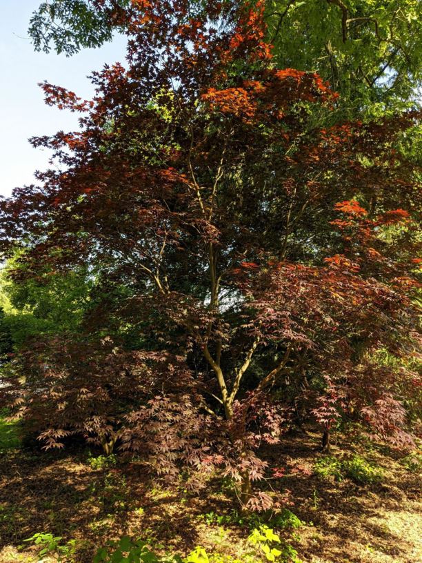 Acer palmatum 'Moonfire' - Moonfire Japanese maple