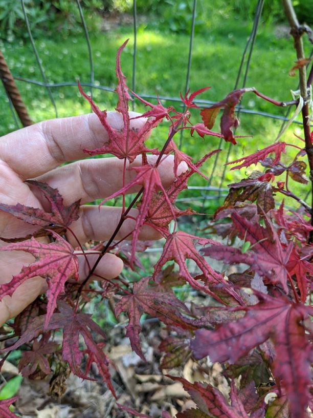 Acer palmatum 'Olsen's Frosted Strawberry' - Olsen's Frosted Strawberry Japanese maple