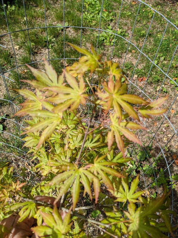 Acer palmatum 'Green Trompenburg' - Green Trompenburg Japanese maple