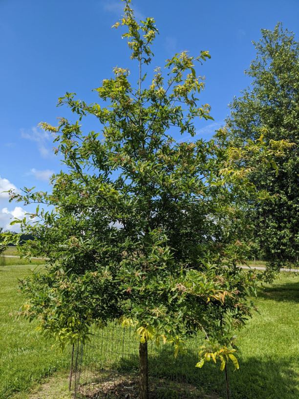 Quercus × filialis - hybrid oak