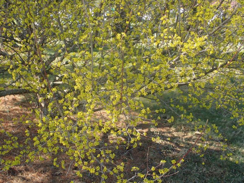 Cornus officinalis - Japanese cornelian-cherry dogwood, Japanese cornel