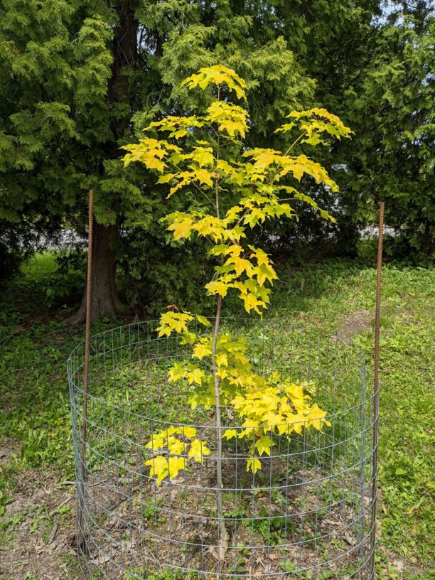 Acer amplum 'Gold Coin' - Gold Coin broad maple