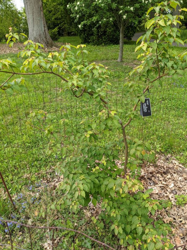 Acer crataegifolium - hawthorn maple