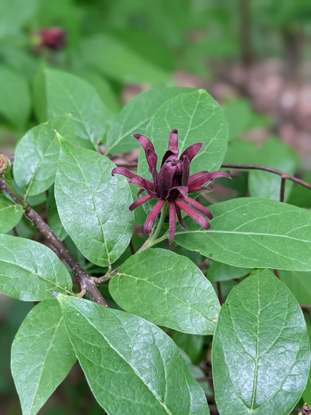 Calycanthus floridus - common sweetshrub, Carolina-allspice