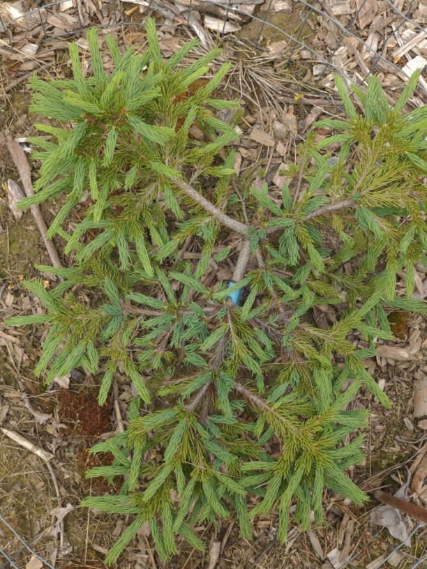 Picea glauca 'Dreadlocks' - Dreadlocks white spruce