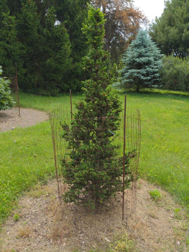 Picea abies 'Hillside Upright' - Hillside Upright Norway spruce