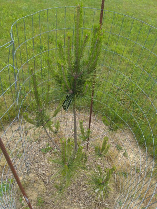 Pinus tabuliformis var. henryi - Henry's pine
