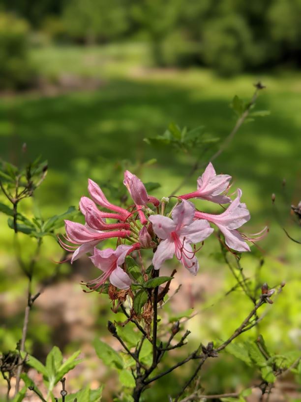 Rhododendron periclymenoides - pinxterbloom azalea, election-pink
