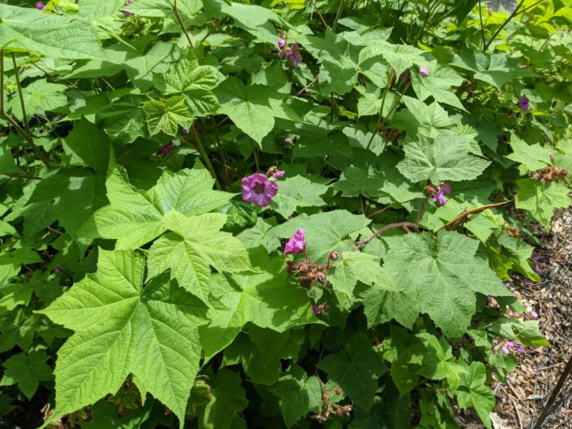Rubus odoratus - purple flowering raspberry