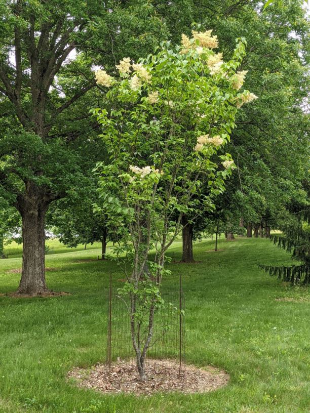 Syringa reticulata 'Willamette' Ivory Pillar™ - Ivory Pillar™ Japanese tree lilac