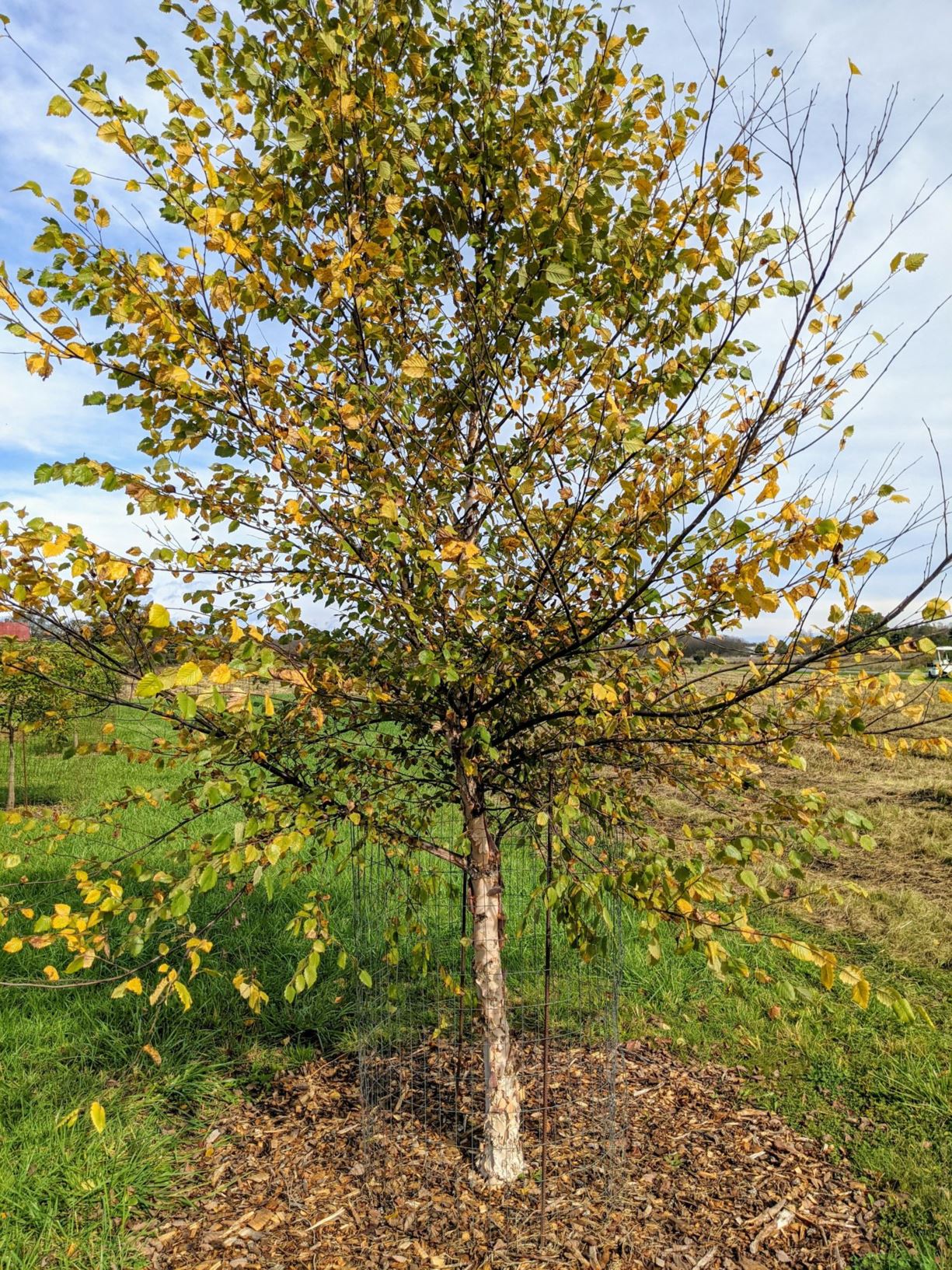 Betula nigra - river birch, red birch