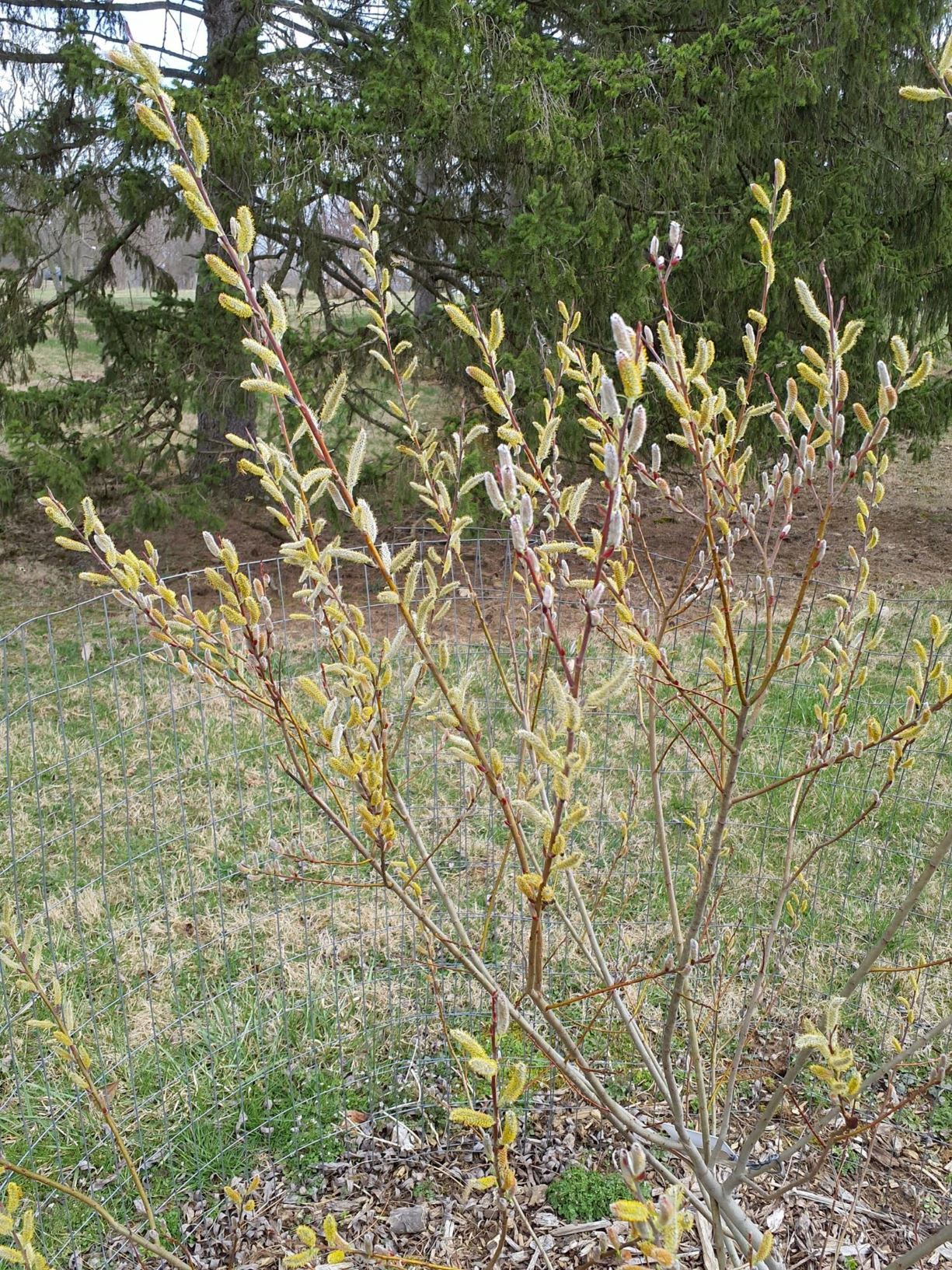 Salix eriocephala - diamond willow, heartleaf willow, Missouri willow