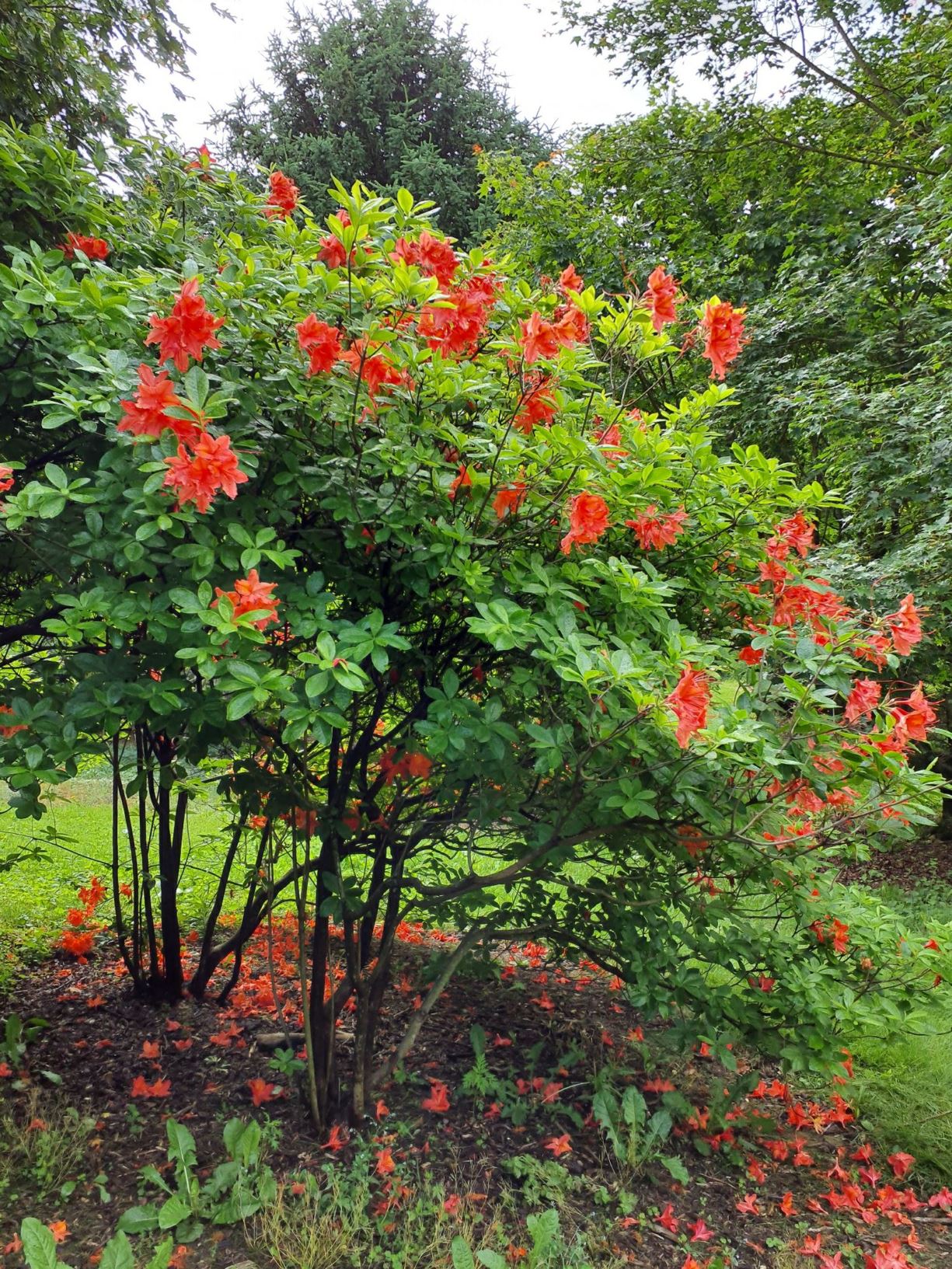 Rhododendron 'Balzac' - Balzac azalea