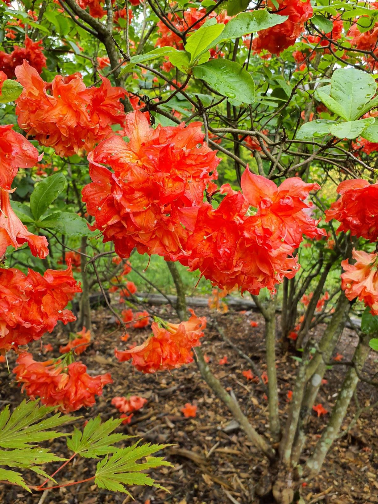 Rhododendron 'Salmon Joy' - Salmon Joy azalea