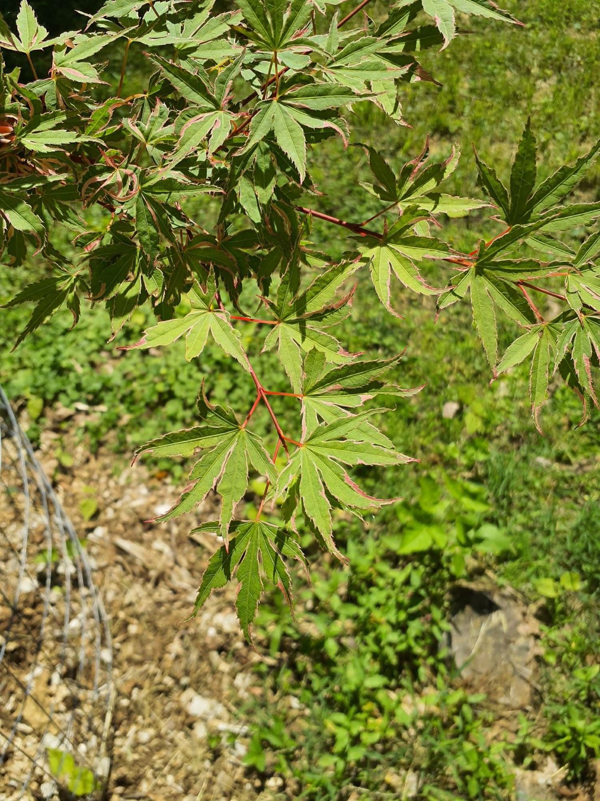 Acer palmatum 'Okukuji nishiki' - Okukuji nishiki Japanese maple