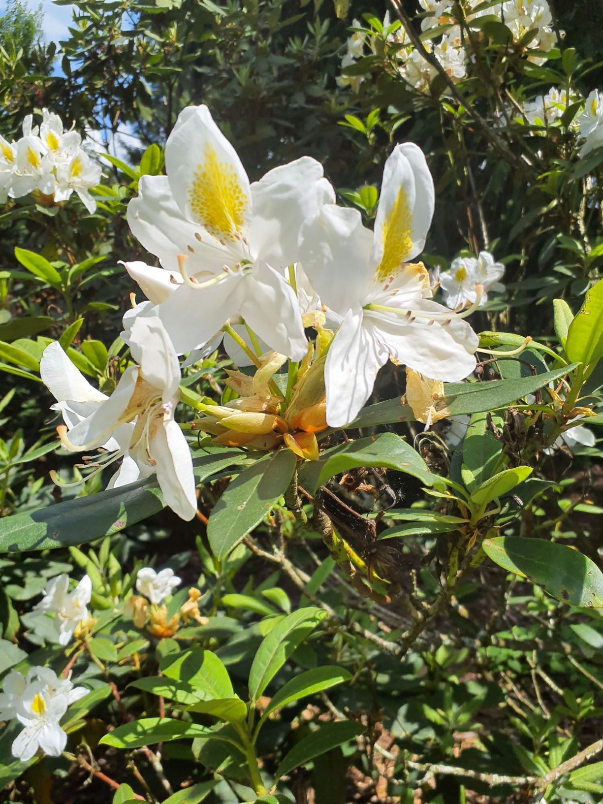 Rhododendron 'Madame Masson' - Madame Masson rhododendron