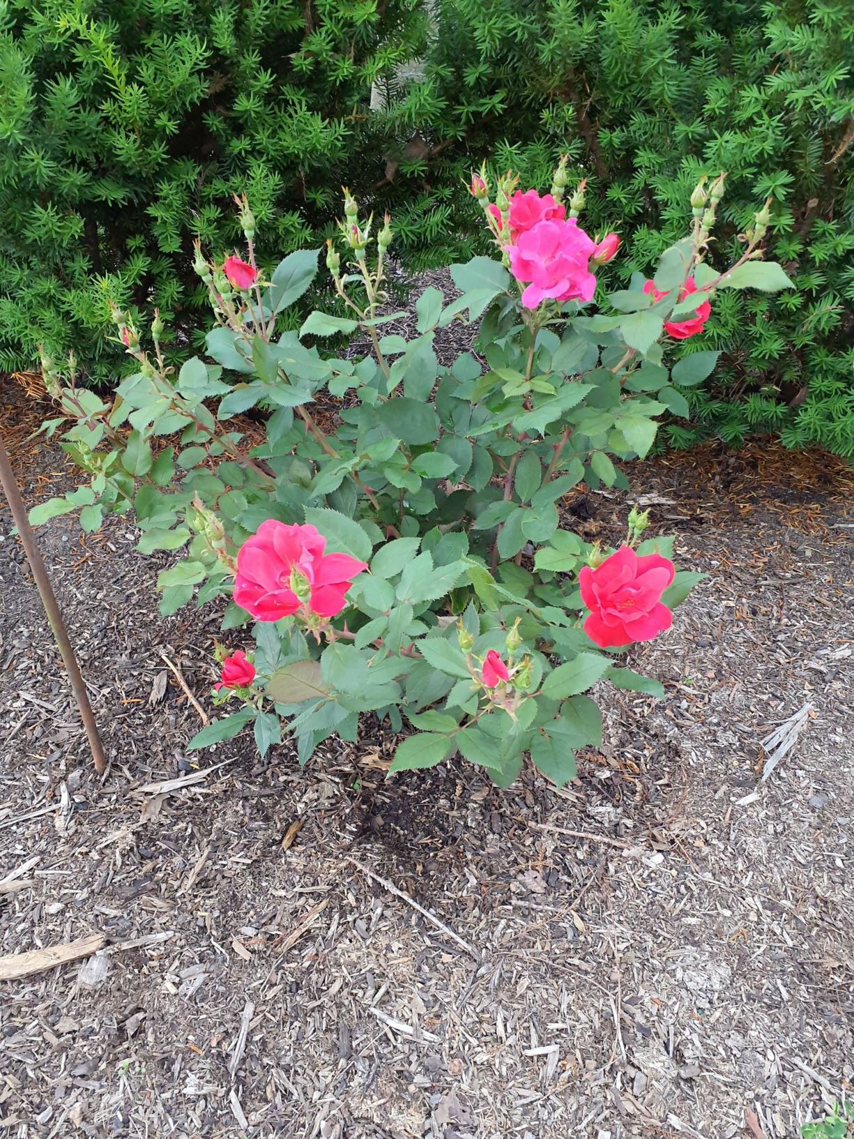 Rosa 'Radrazz' The Knock Out® - The Knock Out® rose
