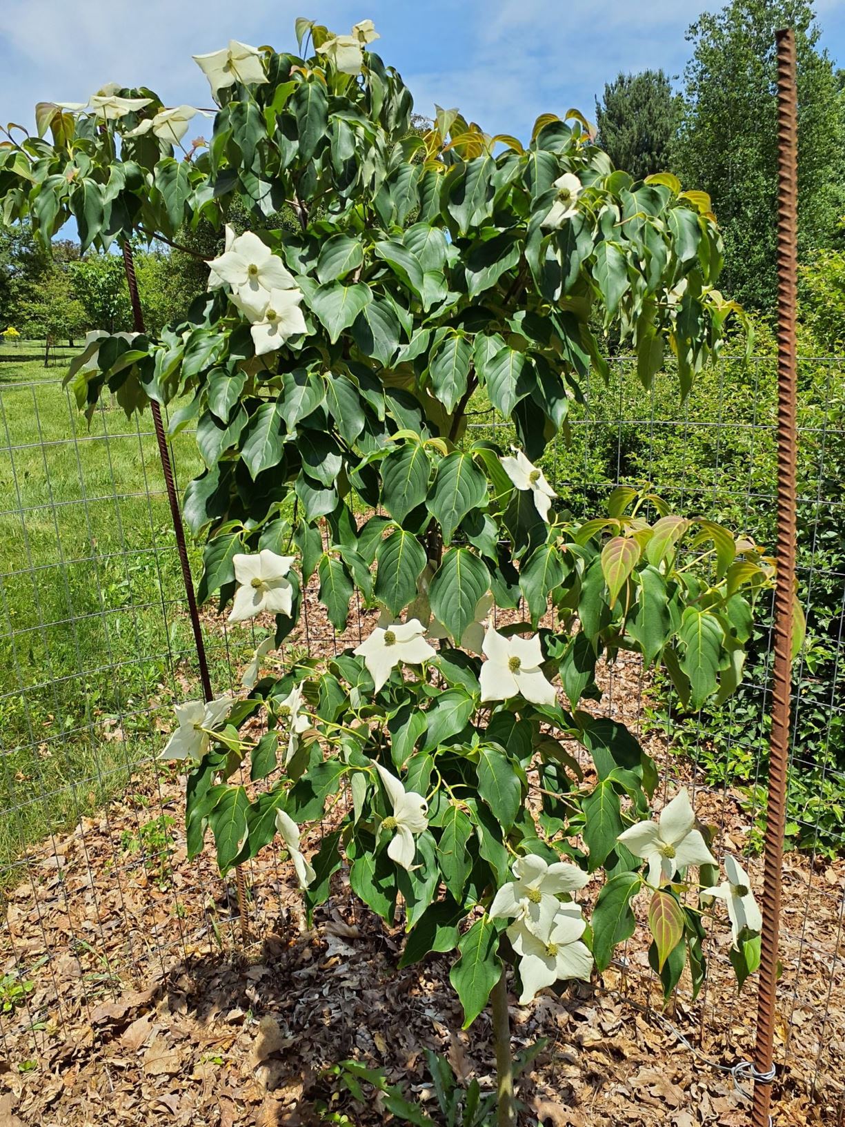 Cornus kousa subsp. chinensis 'Flowertime' - Flowertime Chinese kousa dogwood