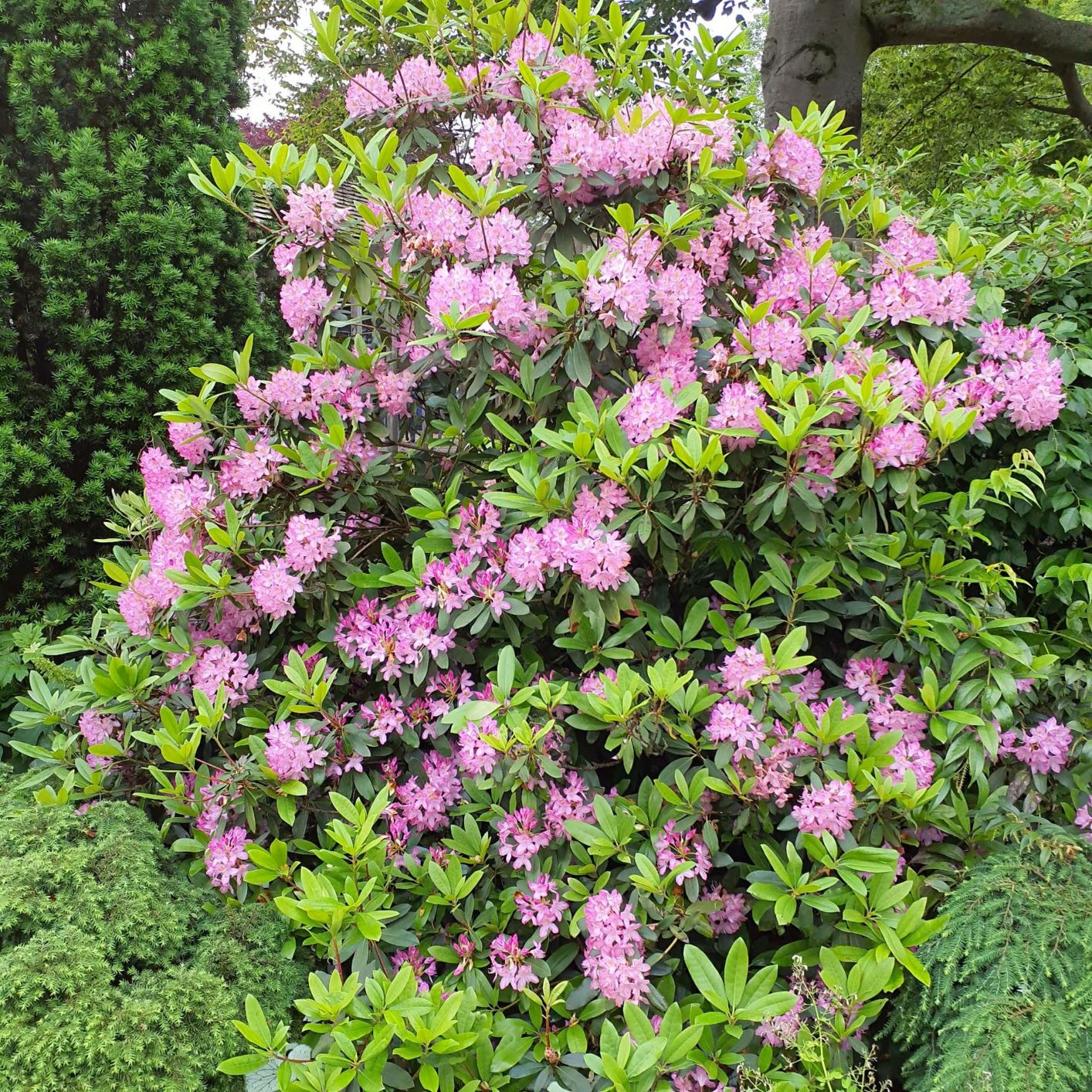 Rhododendron maximum 'Independence' - Independance rosebay rhododendron