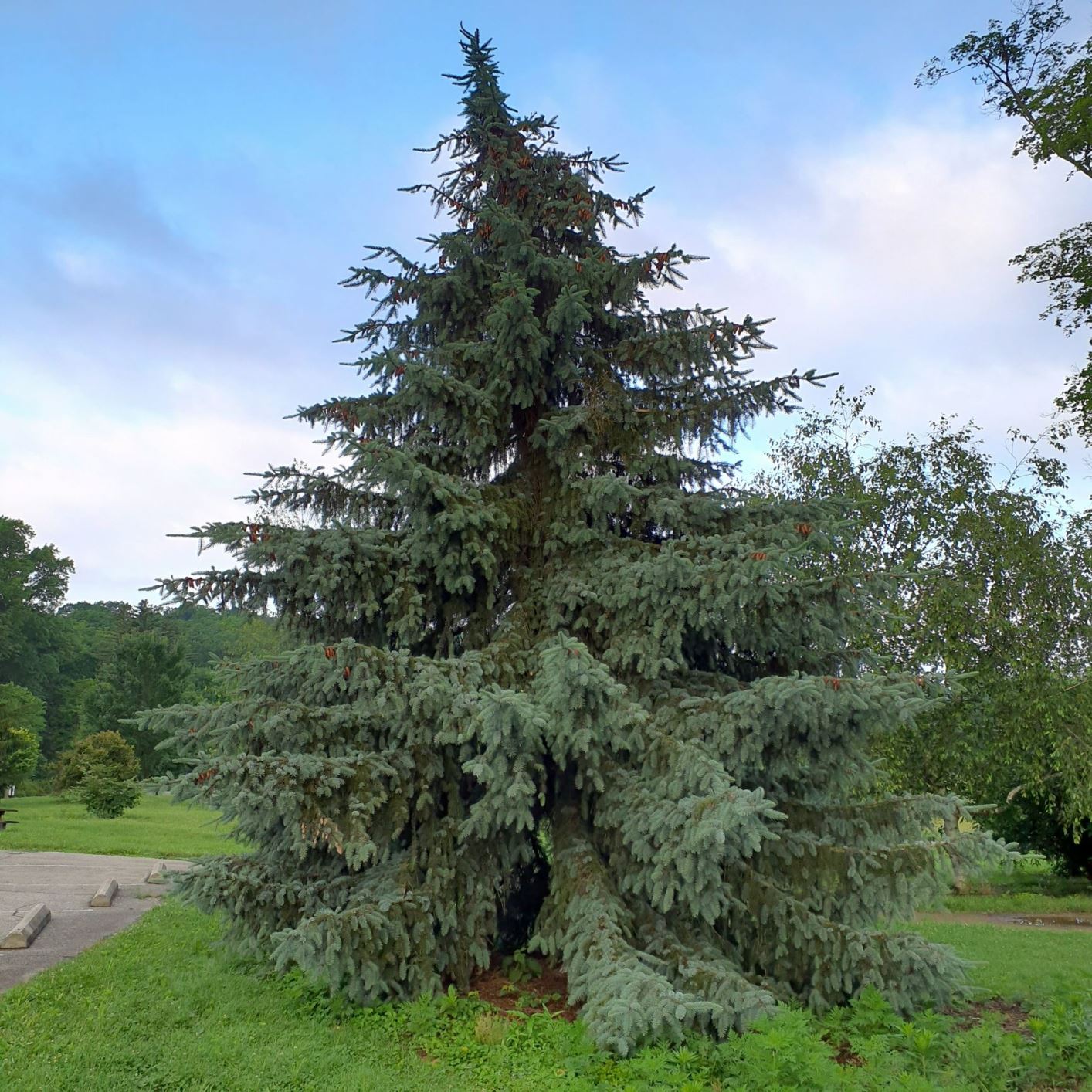 Picea 'Troemner' - Troemner spruce