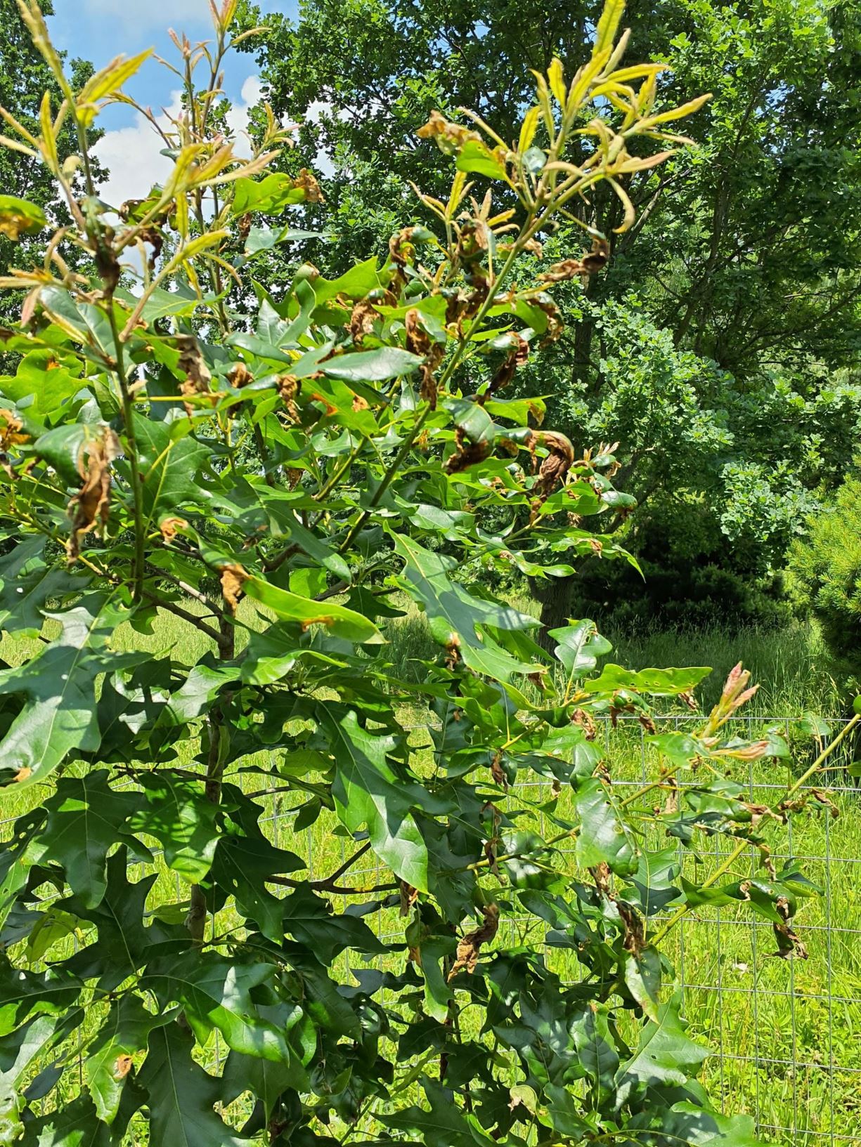 Quercus imbricaria × Q. coccinea - hybrid oak