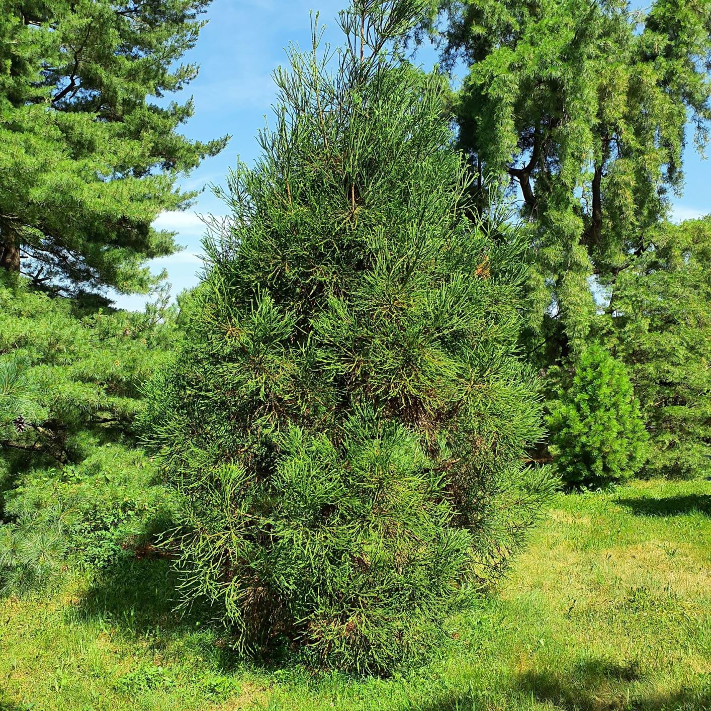 Cryptomeria japonica 'Araucarioides' - araucaria Japanese-cedar