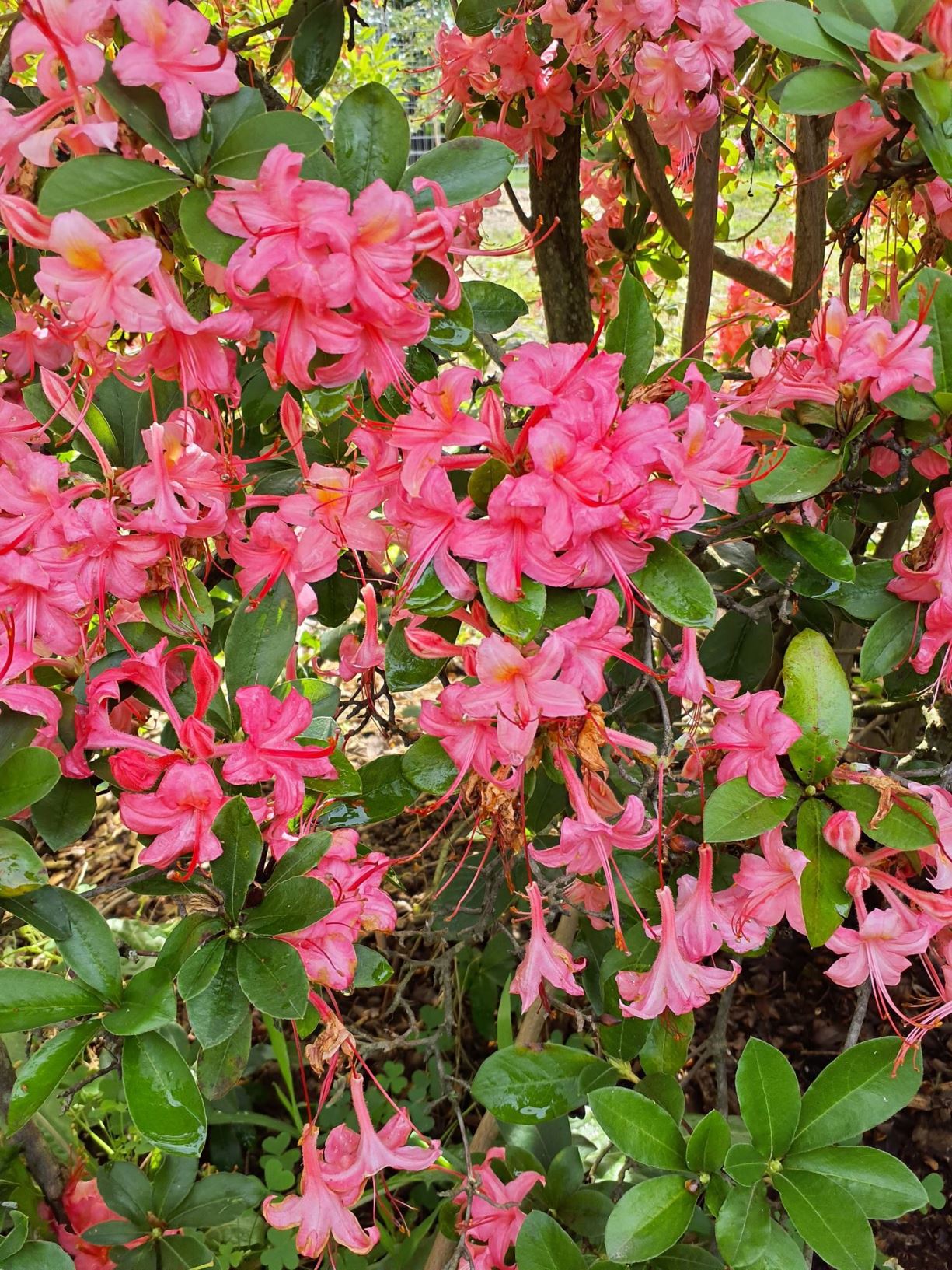 Rhododendron 'Weston's Parade' - Weston's Parade azalea