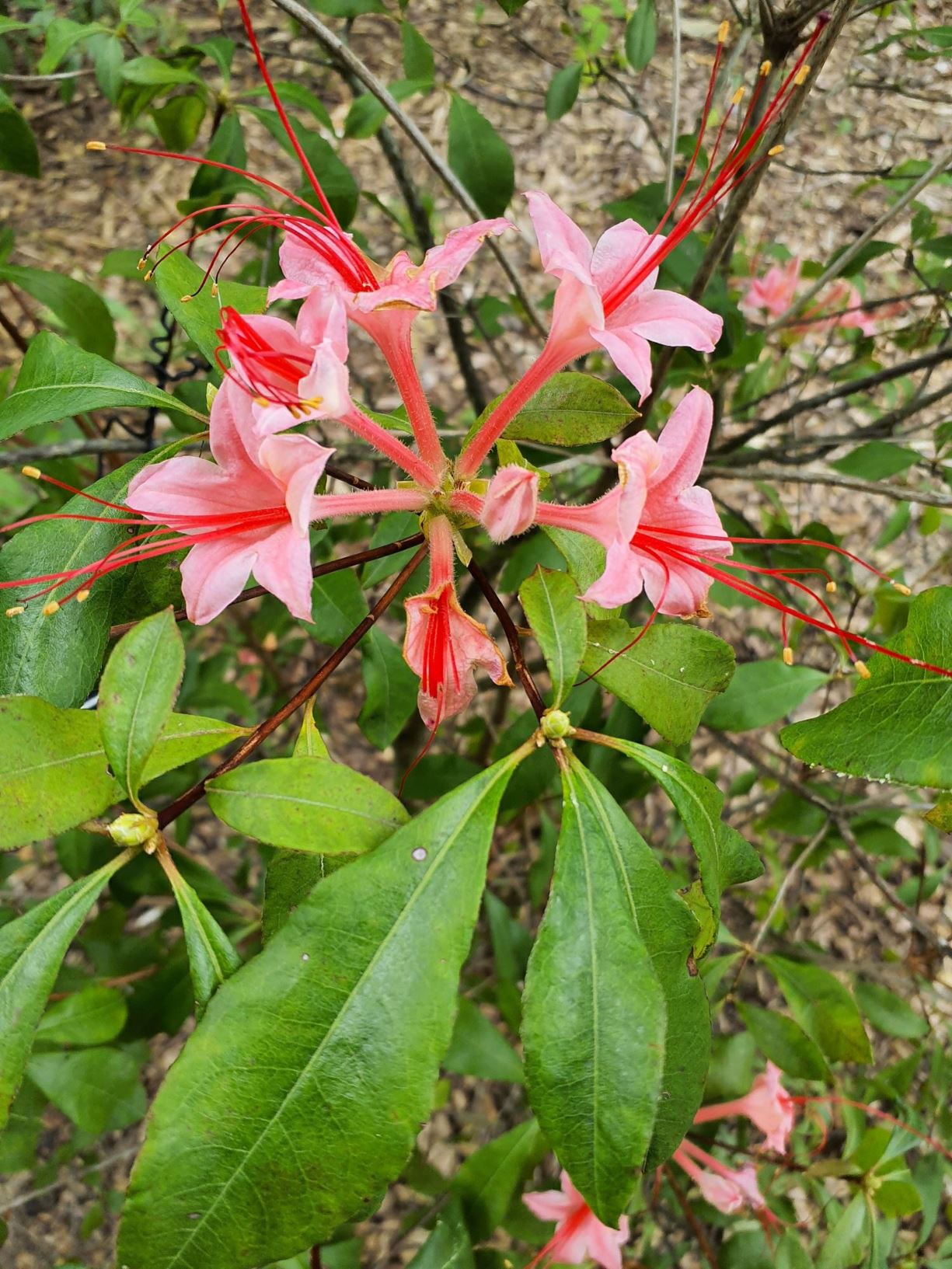 Rhododendron 'Late Lady' - Late Lady azalea