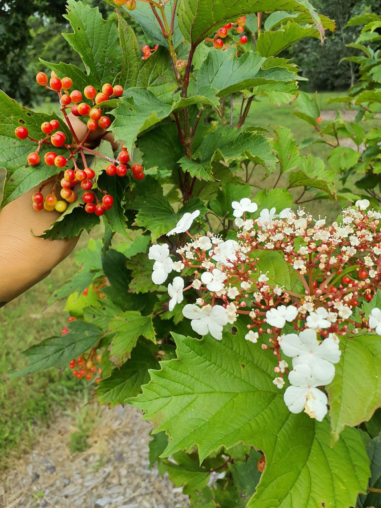 Viburnum sargentii 'Onondaga' - Onondaga Sargent cranberry-bush viburnum