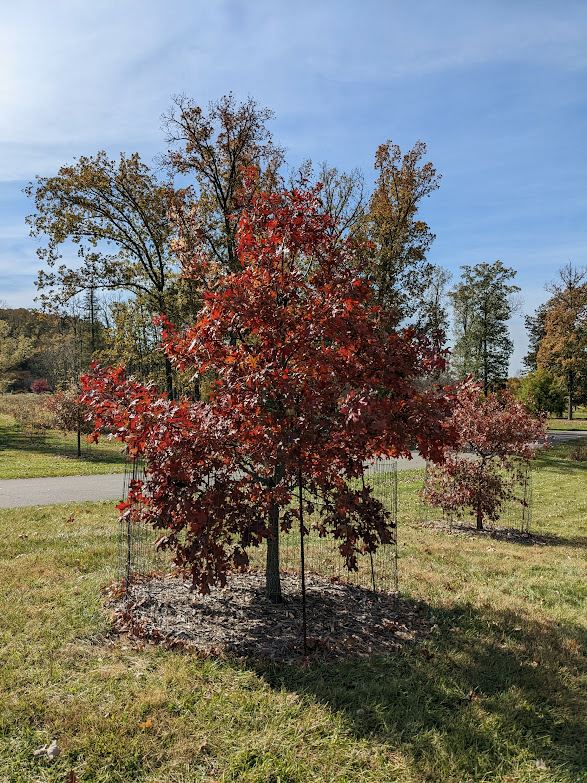 Quercus ellipsoidalis - northern pin oak, Hill's oak