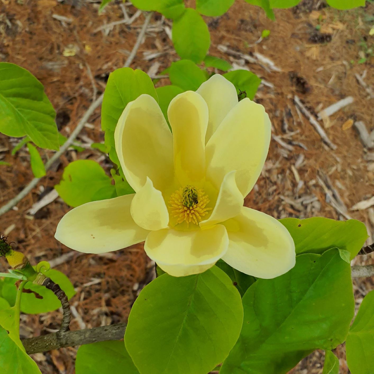Magnolia 'Lois' - Lois magnolia