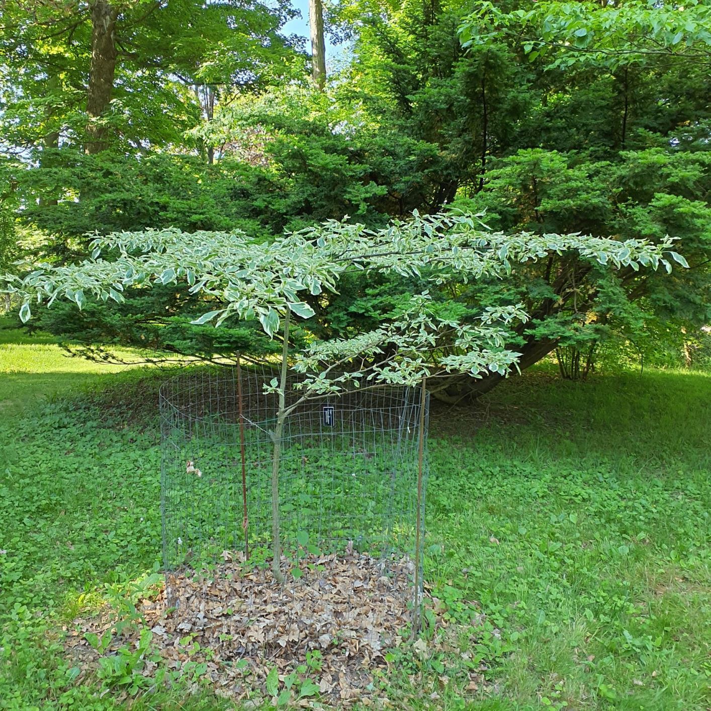 Cornus controversa 'Variegata' - variegated giant dogwood