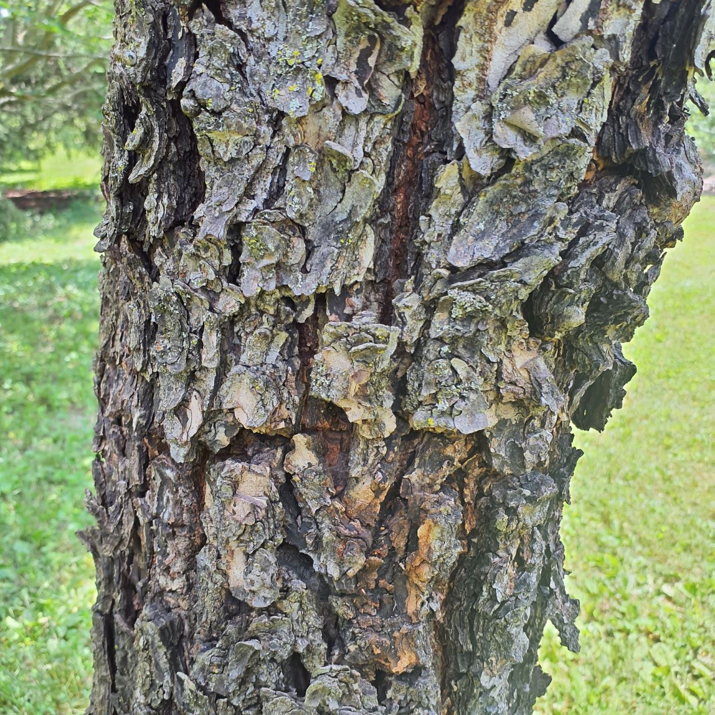 Ulmus parvifolia 'Cork Bark' - Cork Bark Chinese elm, Cork Bark lacebark elm