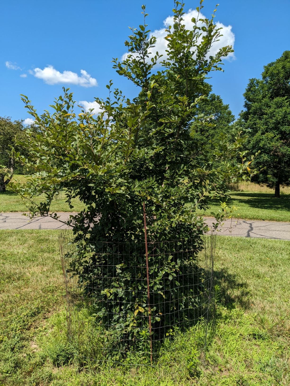 Ulmus davidiana var. japonica - Japanese elm, chalkbark elm, Wilson elm