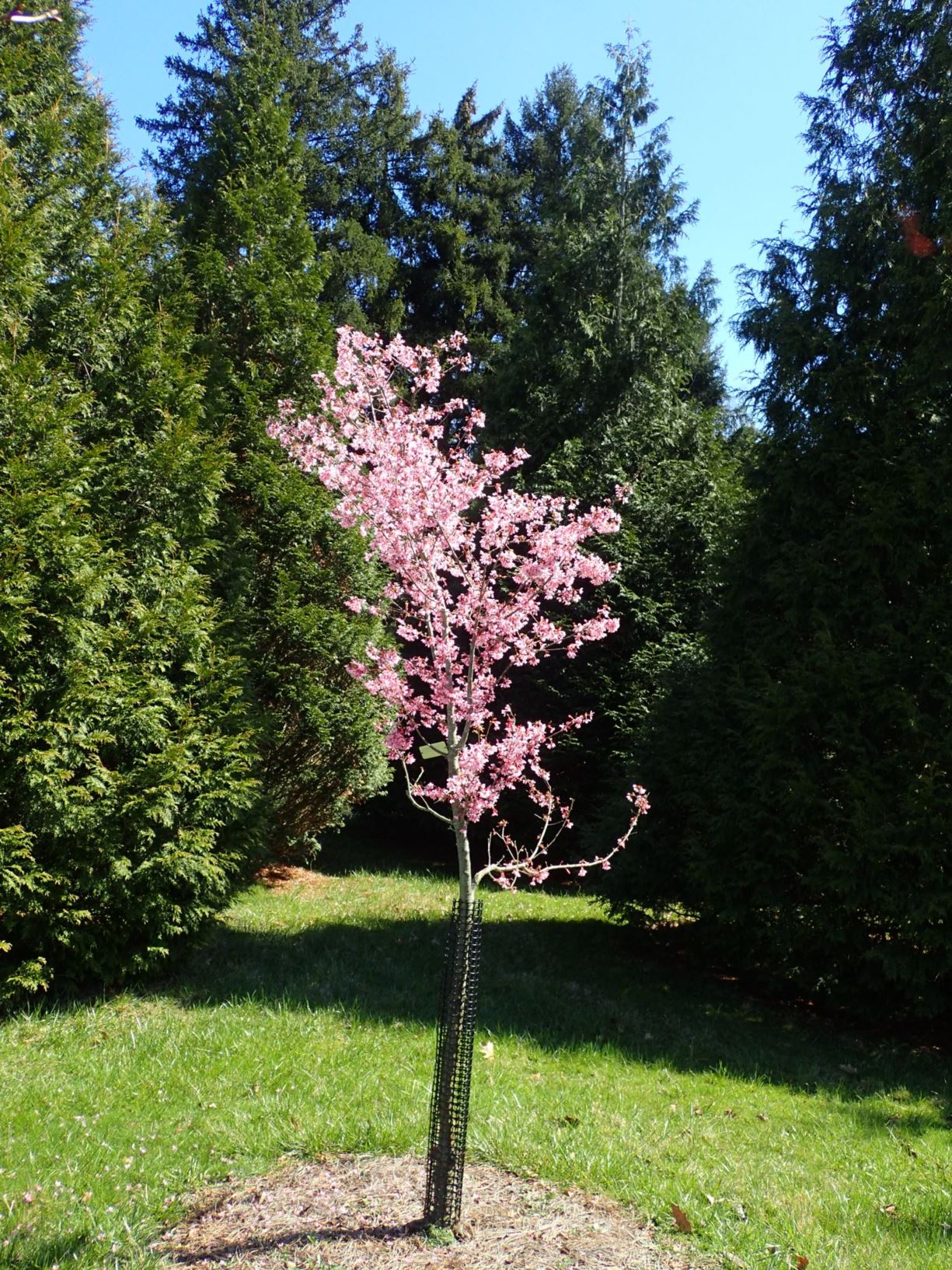 Prunus 'Okame' - Okame flowering cherry