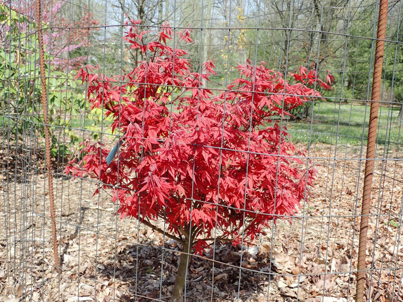 Acer palmatum 'Rhode Island Red' - Rhode Island Red Japanese maple