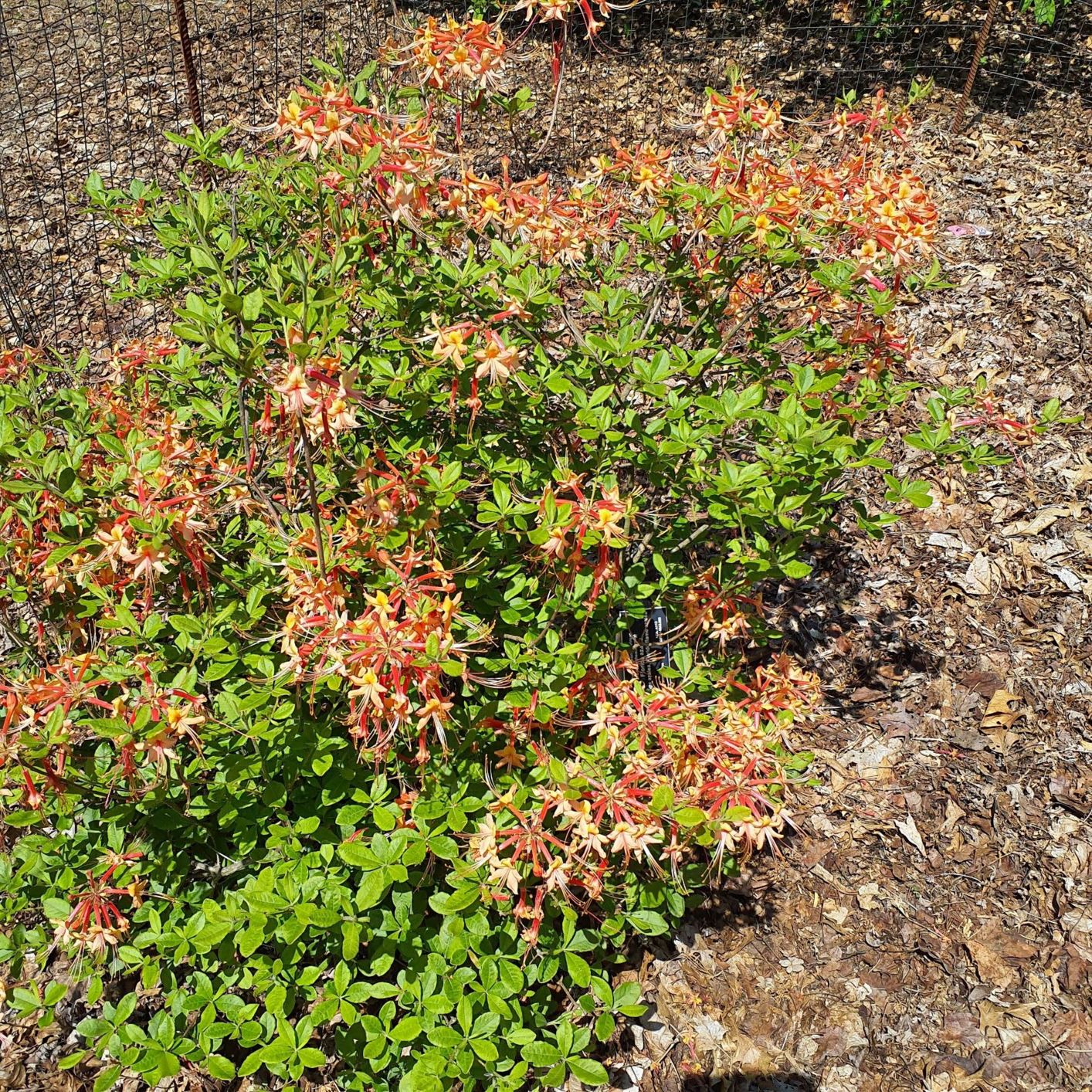Rhododendron austrinum - Florida azalea, orange azalea, Florida flame azalea