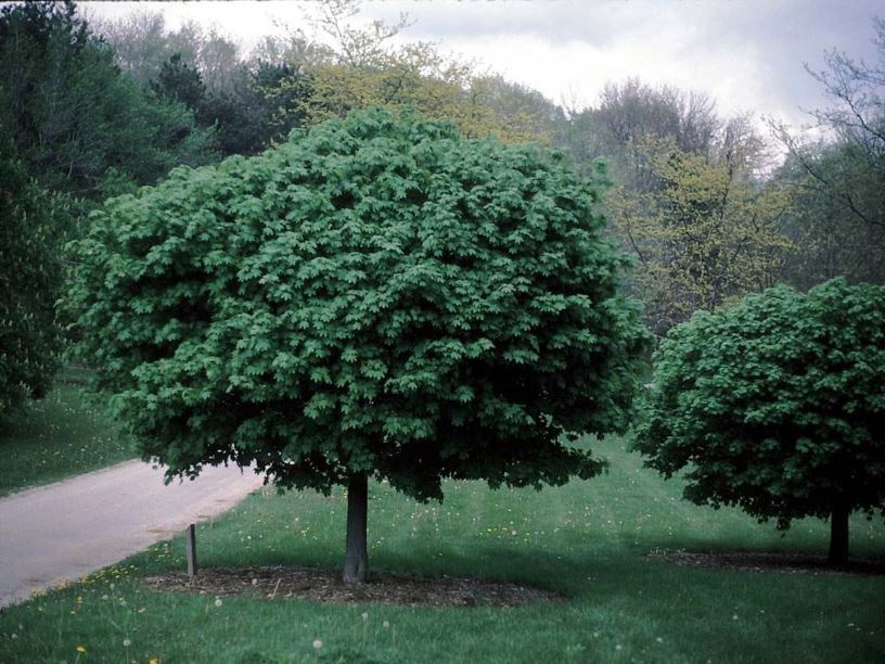 Acer platanoides 'Globosum' - globe Norway maple