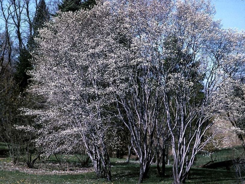 Amelanchier canadensis - shadblow serviceberry, Canadian serviceberry