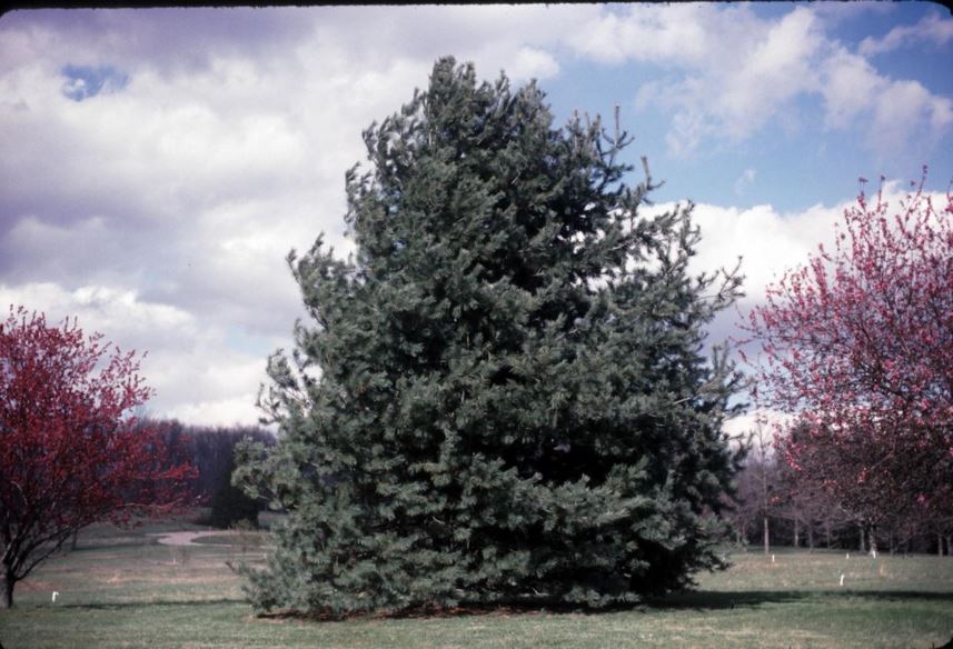 Pinus flexilis - limber pine