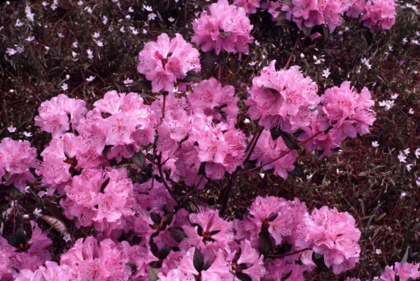 Rhododendron 'Olga Mezitt' - Olga Mezitt rhododendron