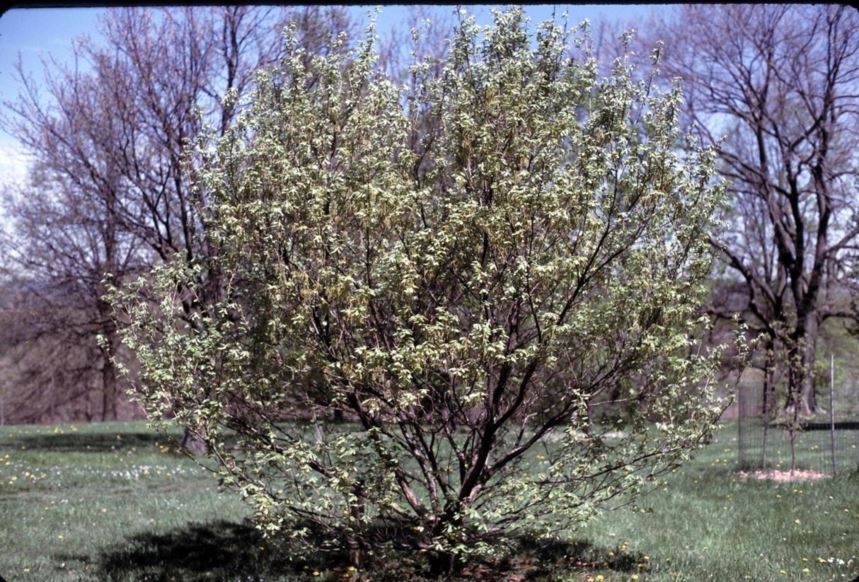 Quercus serrata - konara oak