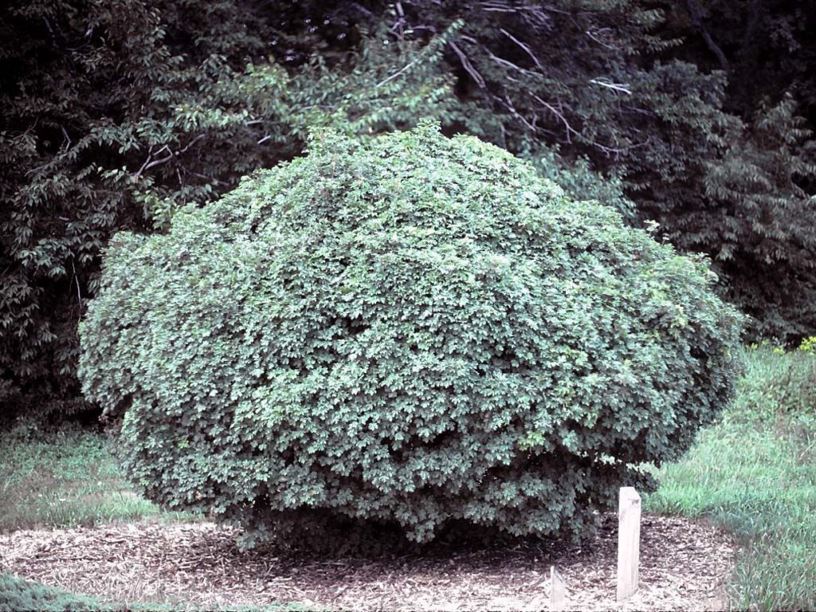 Acer campestre 'Nanum' - dwarf hedge maple