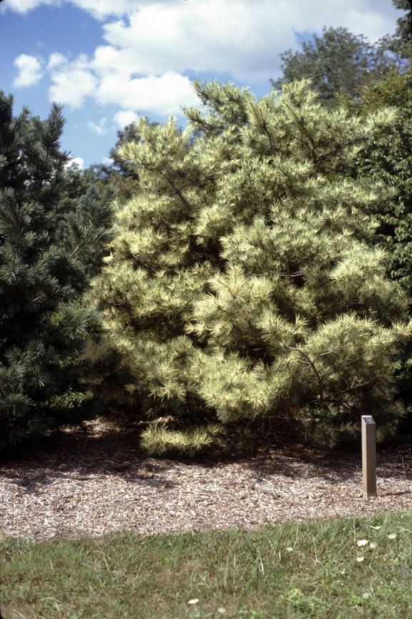 Pinus densiflora 'Oculus-draconis' - dragon's-eye Japanese red pine