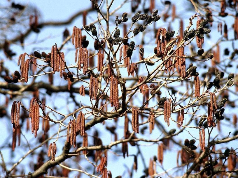 Alnus japonica - Japanese alder
