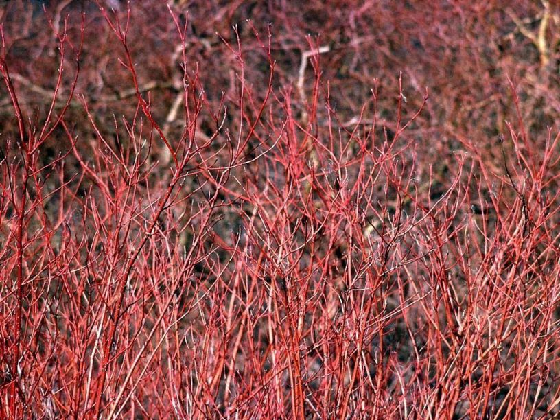 Cornus sericea 'Cardinal' - Cardinal red-osier dogwood