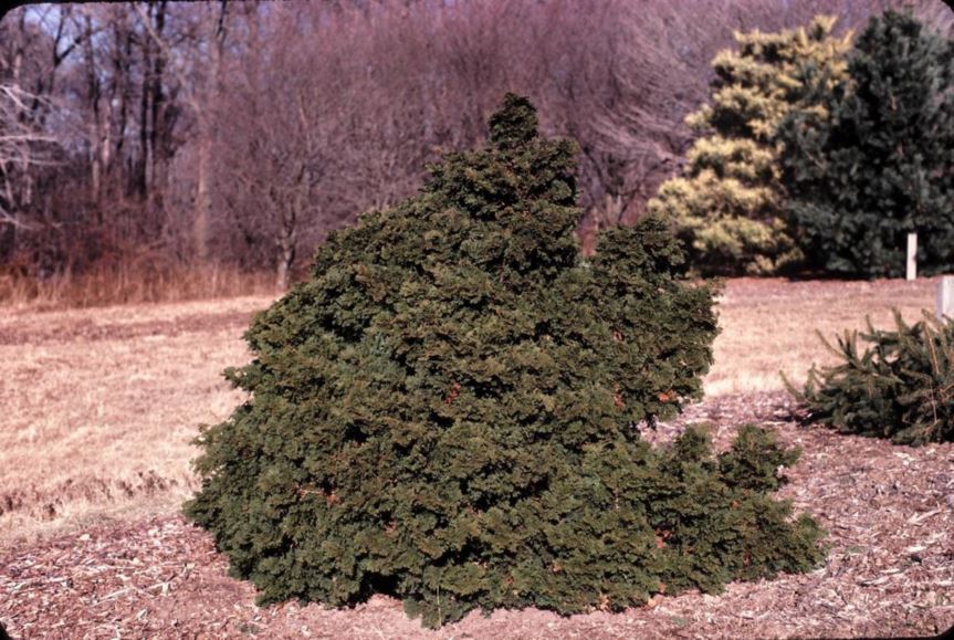 Chamaecyparis obtusa - hinoki false cypress